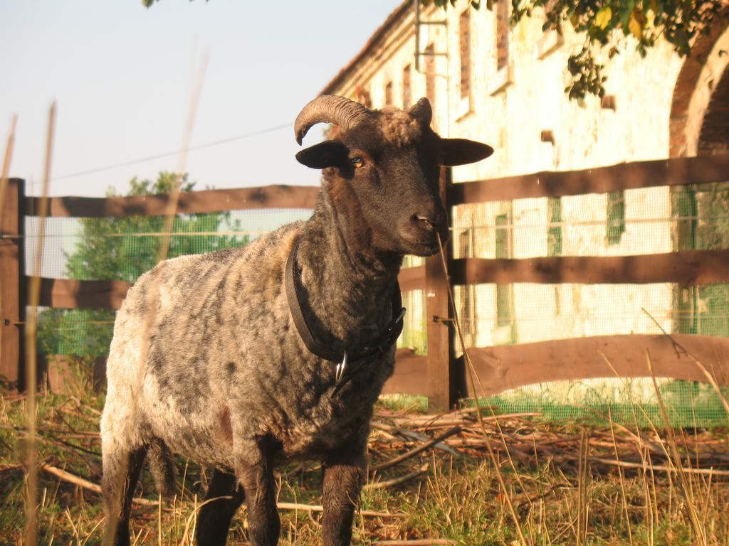 Agroturystyka Dom Pod Sowa Nawojow Luzycki Exterior foto